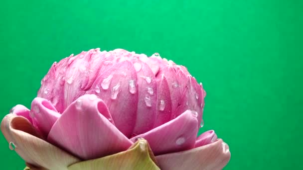 Uhd Video Flor Loto Rosa Con Gota Agua Girar — Vídeos de Stock