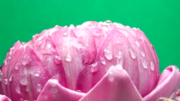 Uhd Video Růžový Lotosový Květ Kapkou Vody Rotace Close Zelené — Stock video