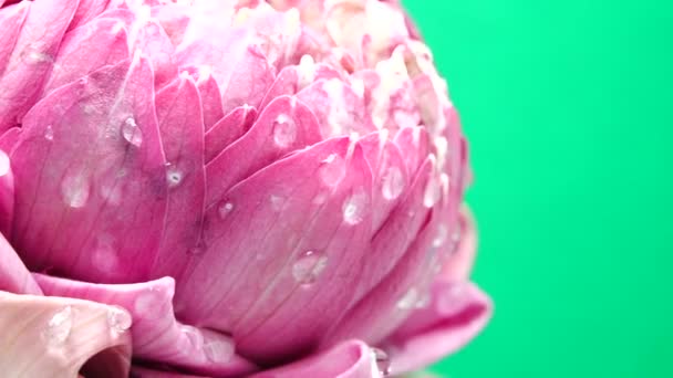 Uhd Video Pembe Nilüfer Çiçekli Damlası Dönüşümlü Yeşil Arka Gould — Stok video