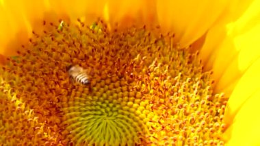 4K Bee tarlada çalışıyor ve ayçiçeğinden polen topluyor. Ayçiçeği tarlası. Rüzgarda sallanan ayçiçeği
