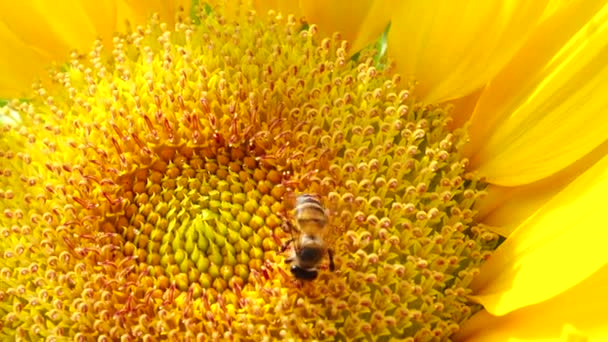 Bee Working Gathering Pollen Sunflower Field Field Sunflowers Sunflower Swaying — Stock Video