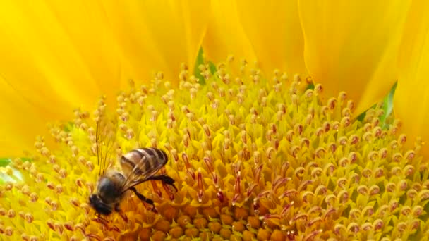 Бджола Працює Збирає Пилок Соняшника Полі Поле Соняшників Соняшник Гойдається — стокове відео