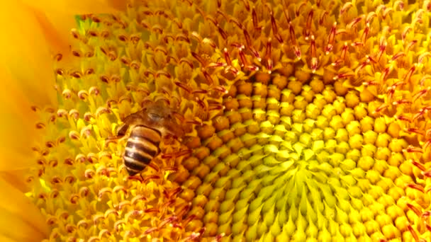 Bee Bekerja Dan Mengumpulkan Serbuk Sari Dari Bunga Matahari Ladang — Stok Video