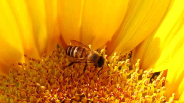 Bienen Arbeiten Und Sammeln Pollen Von Sonnenblumen Auf Dem Feld — Stockvideo