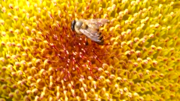 Bienen Arbeiten Und Sammeln Pollen Von Sonnenblumen Auf Dem Feld — Stockvideo