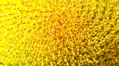 4K Bee tarlada çalışıyor ve ayçiçeğinden polen topluyor. Ayçiçeği tarlası. Rüzgarda sallanan ayçiçeği