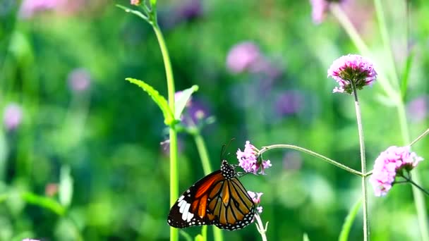 1080P Super Lento 240 Fps Mariposa Tailandesa Pasto Verbena Bonariensis — Vídeo de stock