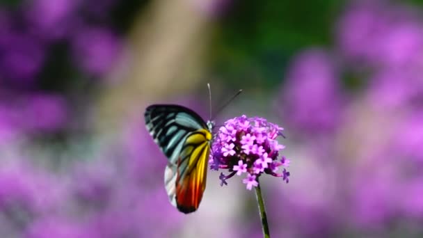 1080P Super Lent 240 Ips Papillon Thaïlandais Dans Les Pâturages — Video