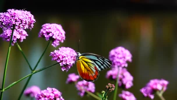 1080P Super Lento 240 Fps Borboleta Tailandesa Pasto Verbena Bonariensis — Vídeo de Stock