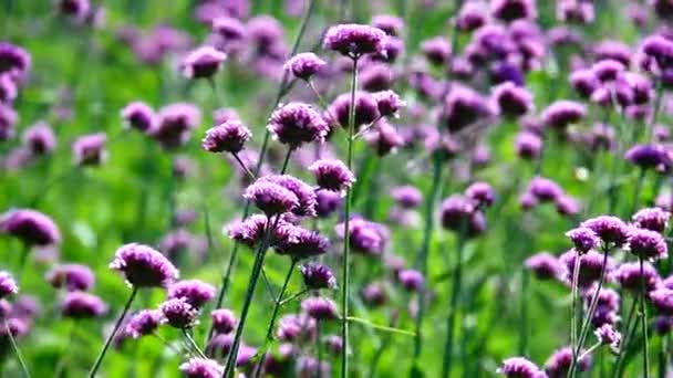 1080 Süper Yavaş Yaz Çiçekleri Ciddi Mor Çiçek Verbena Bonariensis — Stok video
