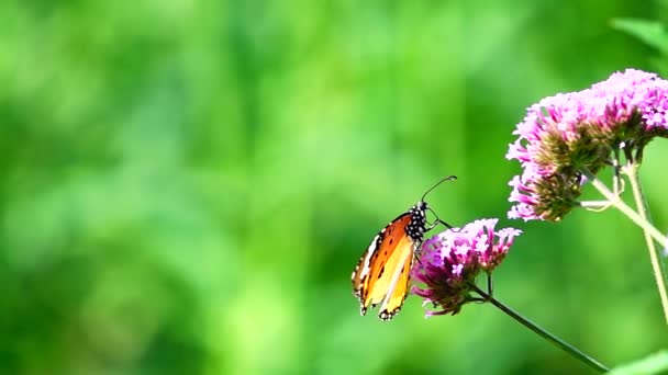 1080P超低速240 Fps牧草地でタイ蝶Verbena Bonariensis花昆虫屋外の自然 — ストック動画