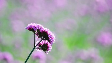 HD 1080 p süper yavaş yaz çiçekleri ciddi, mor çiçek Verbena bonariensis tarlası rüzgarda