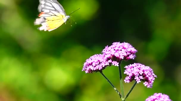 1080P Супер Медленно 240 Кадров Тайской Бабочкой Пастбище Verbena Bonariensis — стоковое видео