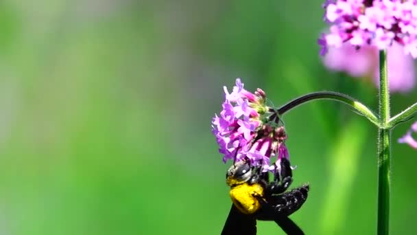 1080 Süper Yavaş Yaz Çiçekleri Ciddi Mor Çiçek Verbena Bonariensis — Stok video