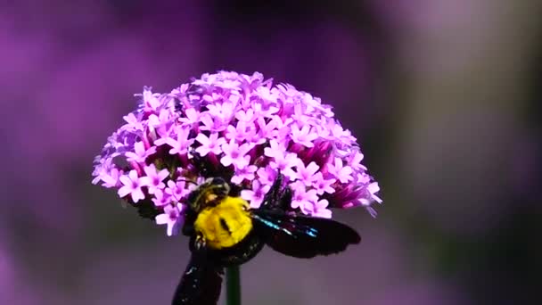 1080P Εξαιρετικά Αργή Λουλούδια Του Καλοκαιριού Σοβαρή Μοβ Λουλούδι Verbena — Αρχείο Βίντεο