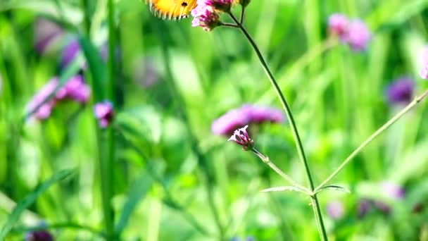 1080P Super Slow 240 Fps Thai Butterfly Pasture Verbena Bonariensis — Stock Video