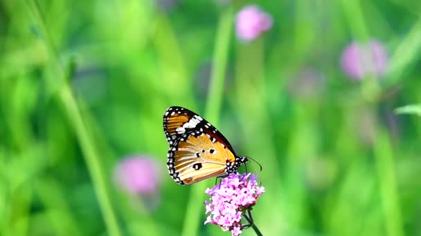 1080P Super Lento 240 Fps Mariposa Tailandesa Pasto Verbena Bonariensis — Vídeo de stock