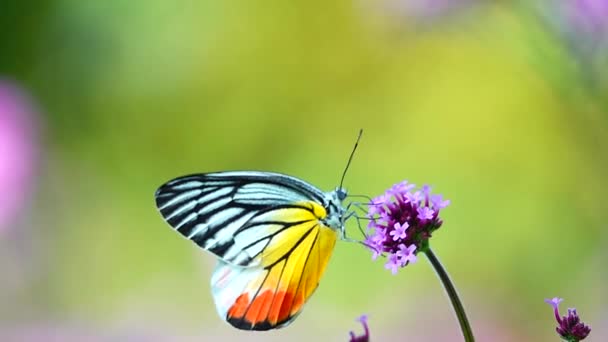 1080P Super Powolne 240 Fps Tajski Motyl Pastwisku Verbena Bonariensis — Wideo stockowe