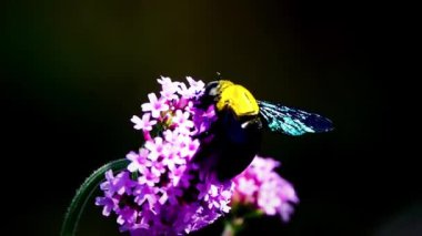 HD 1080 p süper yavaş yaz çiçekleri ciddi, mor çiçek Verbena bonariensis tarlası rüzgarda