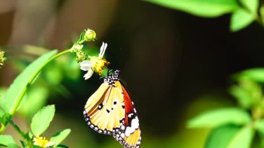 HD 1080p Süper yavaş Tayland Kelebeği Çayırda Çiçeklerde Böcek Doğa