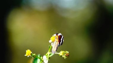 HD 1080p Süper yavaş Tayland Kelebeği Çayırda Çiçeklerde Böcek Doğa