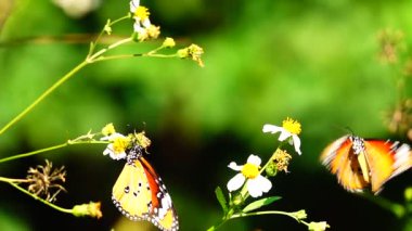 HD 1080p Süper yavaş Tayland Kelebeği Çayırda Çiçeklerde Böcek Doğa
