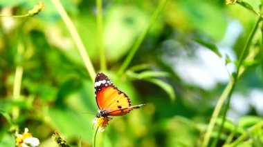 HD 1080p Süper yavaş Tayland Kelebeği Çayırda Çiçeklerde Böcek Doğa