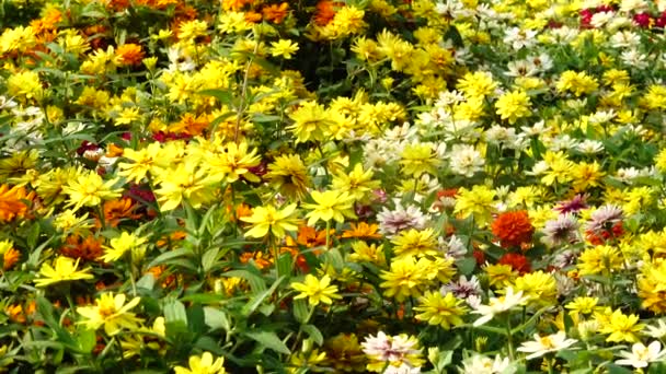 Bahçe Çiçekleri Bahçede Tarlada Çok Renkli Açan Çiçekler — Stok video