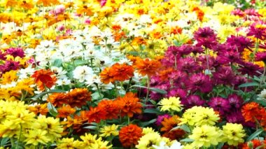 4K bahçe çiçekleri. Bahçede ya da tarlada çok renkli açan çiçekler..