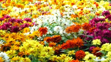 4K bahçe çiçekleri. Bahçede ya da tarlada çok renkli açan çiçekler..