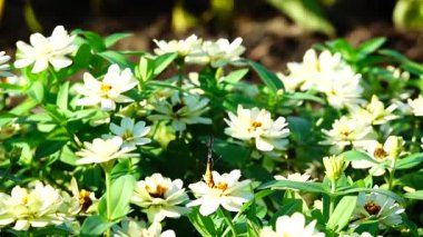 HD 1080p Süper yavaş Tayland Kelebeği Çayırda Çiçeklerde Böcek Doğa