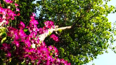 4K Orkide mor çiçekleri çiçek açıyor ve bahçede hareket ediyor