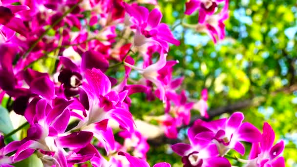 Orchid Purple Flowers Blooming Moving Garden — Stock Video