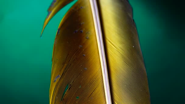 Gocce Acqua Pappagallo Ara Penne Gialle Backgound Verde Isolato — Video Stock