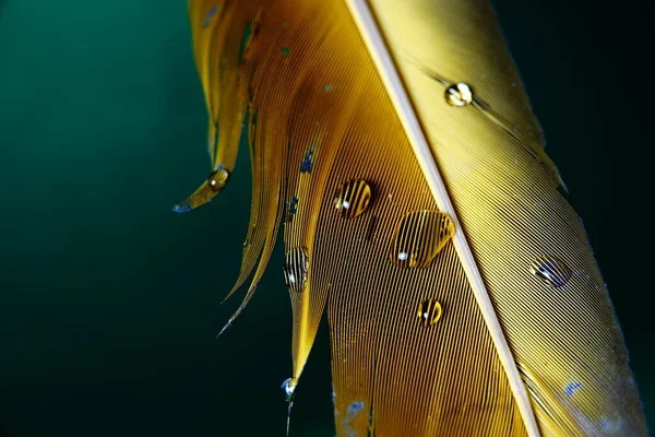 Kropelki Wody Papudze Żółtej Pióra Odizolowanym Zielonym Backgound — Zdjęcie stockowe