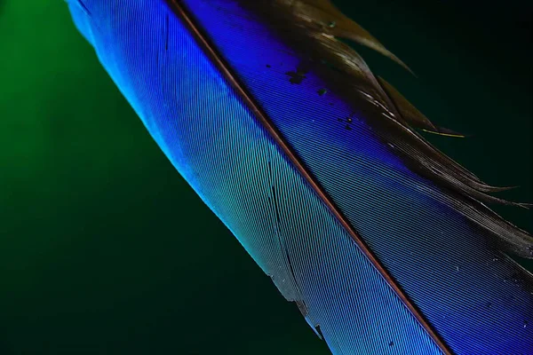 macaw parrot blue feathers on isolated green backgound