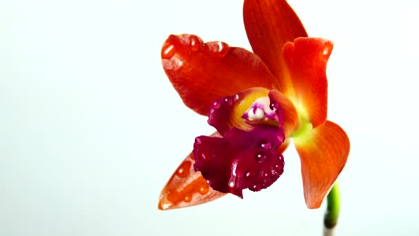 Flores Orquídea Tailandesa Aisladas Sobre Fondo Blanco — Vídeos de Stock