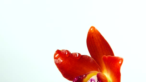 Flores Orquídea Tailandesa Aisladas Sobre Fondo Blanco — Vídeos de Stock