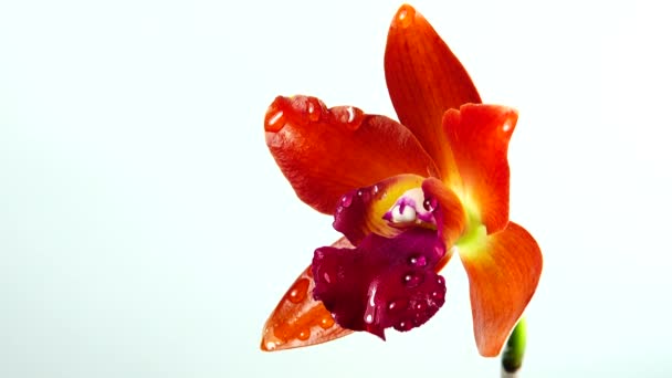 Квітки Тайської Орхідеї Ізольовані Білому Тлі — стокове відео