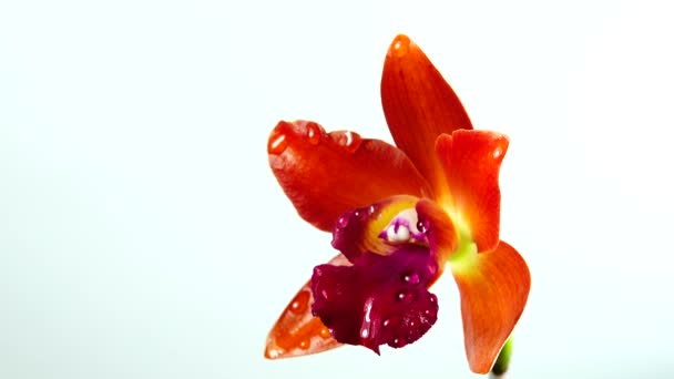 Flores Orquídeas Tailandesas Isoladas Fundo Branco — Vídeo de Stock