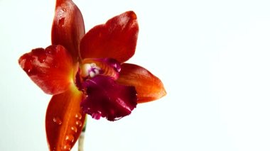 4K Tayland orkide çiçekleri beyaz arkaplanda izole