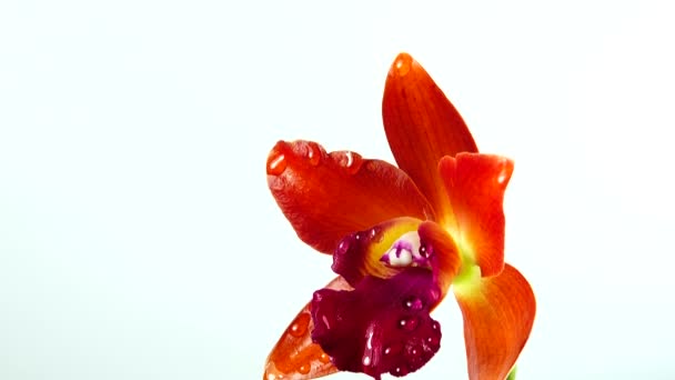 Thai Orchidea Virágok Elszigetelt Fehér Háttér — Stock videók