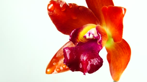 Flores Orquídea Tailandesa Aisladas Sobre Fondo Blanco — Vídeos de Stock