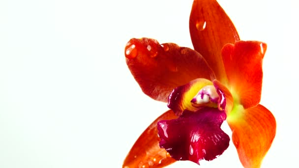Flores Orquídea Tailandesa Aisladas Sobre Fondo Blanco — Vídeos de Stock