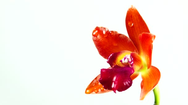 Flores Orquídea Tailandesa Aisladas Sobre Fondo Blanco — Vídeo de stock