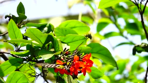 1080P Super Slow Thai Butterfly Pasture Flowers Insect Outdoor Nature — Stock Video