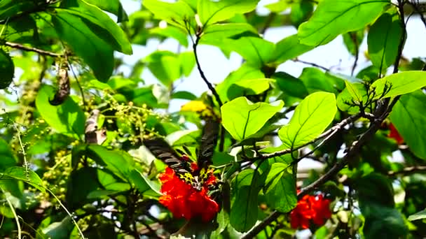 1080P Super Långsam Thailändska Fjäril Betesmark Blommor Insekt Utomhus Natur — Stockvideo