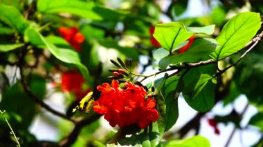 HD 1080p Süper yavaş Tayland Kelebeği Çayırda Çiçeklerde Böcek Doğa