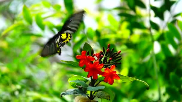 1080P Super Langzaam Thaise Vlinder Weidebloemen Insect Outdoor Natuur — Stockvideo