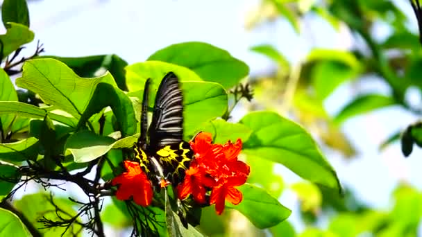 1080P Super Lento Mariposa Tailandesa Flores Pasto Insectos Naturaleza Aire — Vídeo de stock